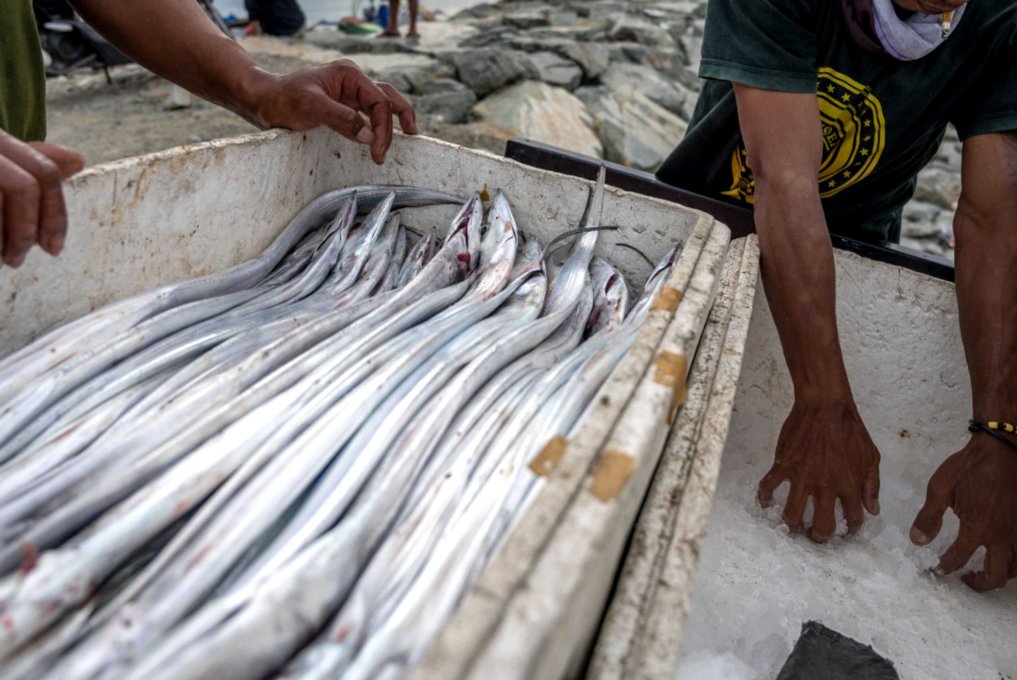 Ikan Layur: Potensi Perikanan Tangkap di Garut yang Diekspor hingga Mancanegara